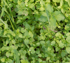 Petite ortie (Urtica urens) — photo 2