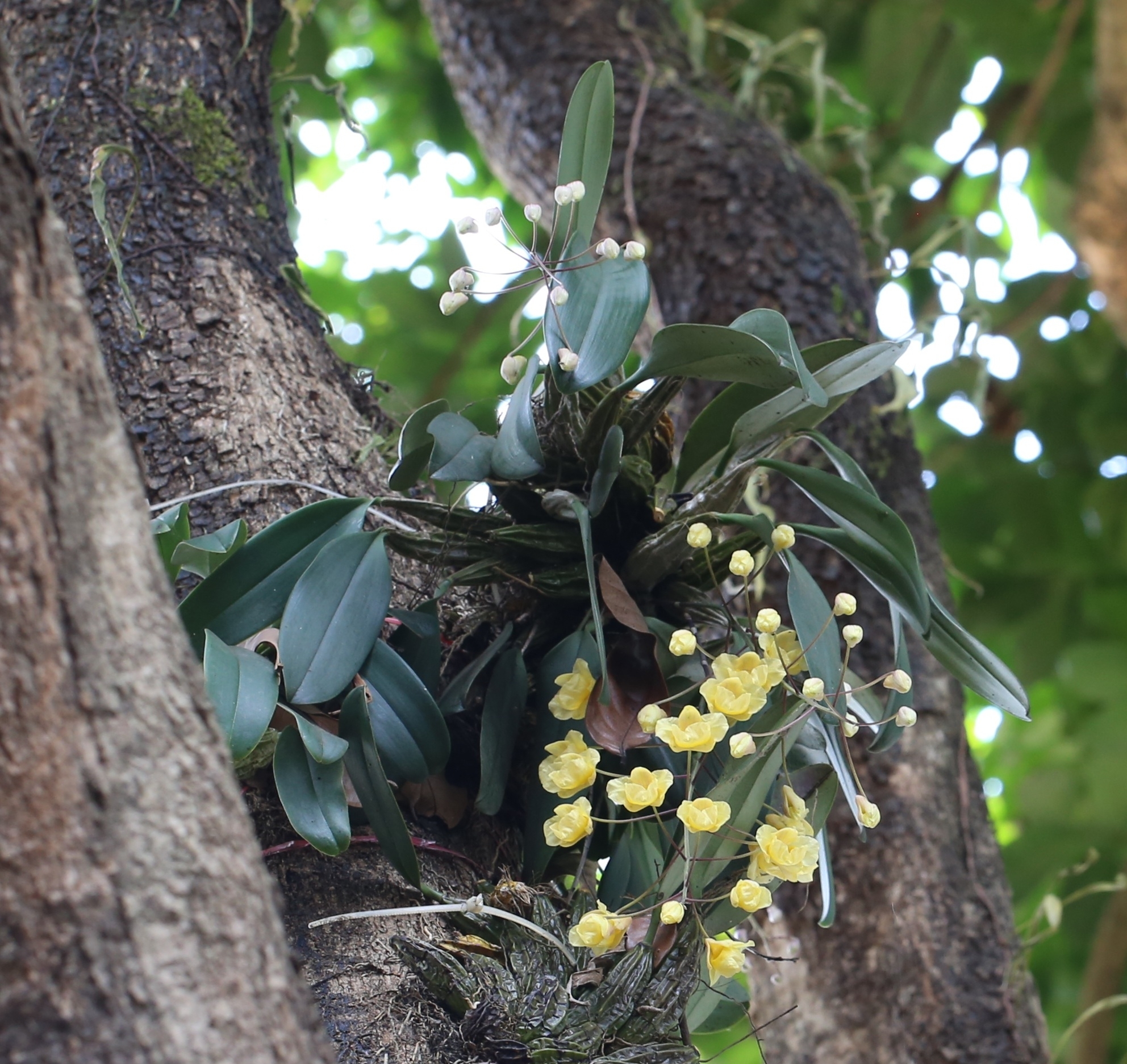 Dendrobium lindleyi (Dendrobium lindleyi)