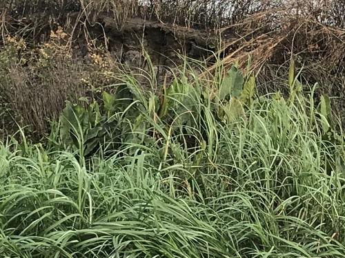 Lasimorpha senegalensis