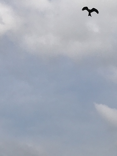 Black Kite