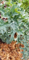 Brassica oleracea gemmifera