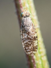 Tephritis matricariae