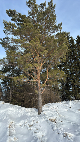 Scots pine