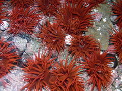 Anemonia alicemartinae