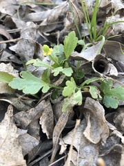 Ranunculus sceleratus sceleratus