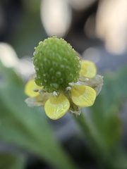 Ranunculus sceleratus sceleratus