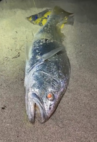 Argyrosomus japonicus