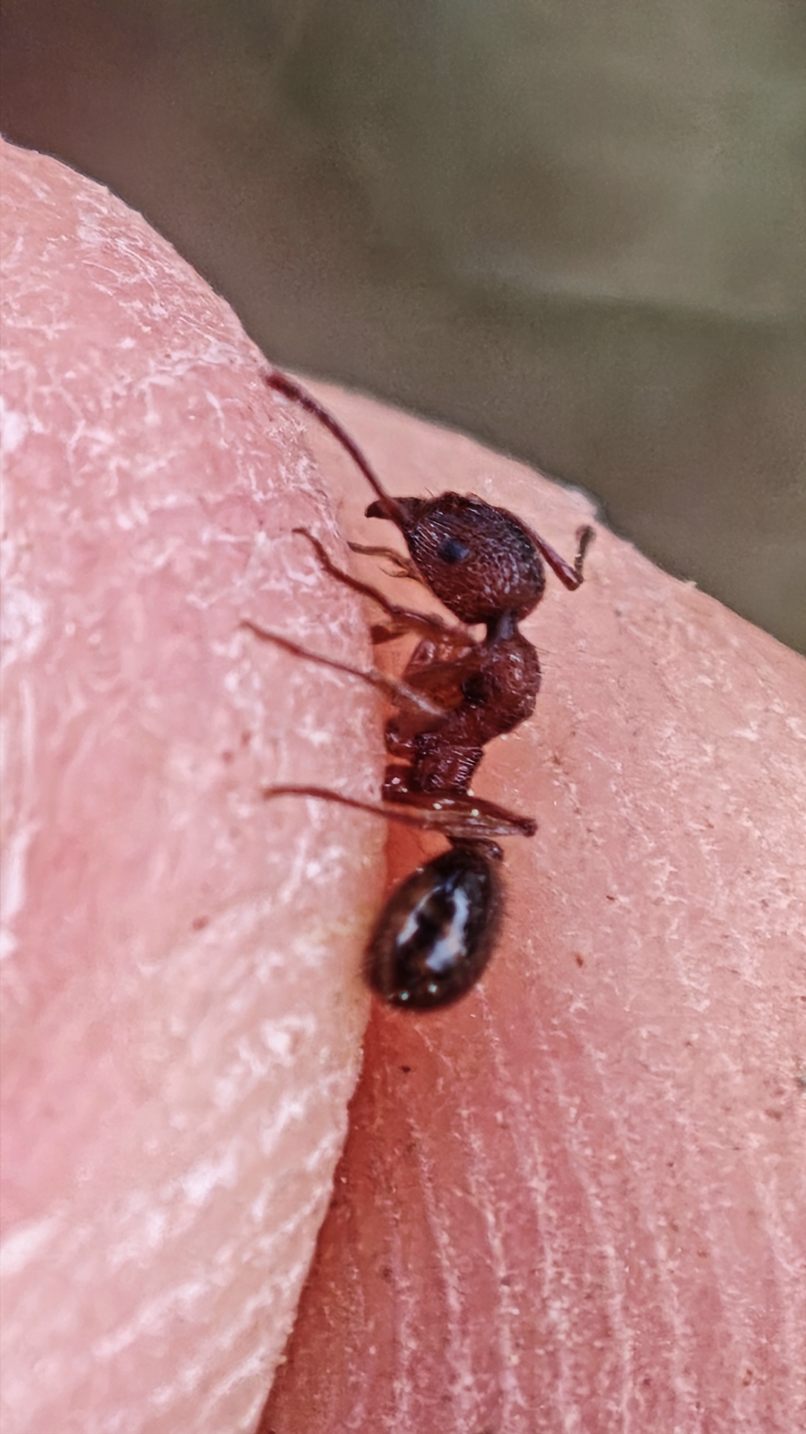 Aphaenogaster subcostata