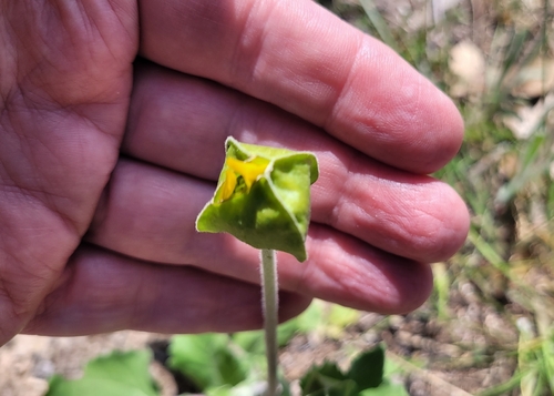 Square Bud Daisy (Tetragonotheca repanda)