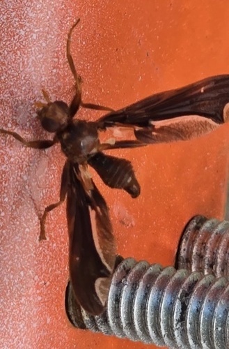 Unknown species found near Tallapoosa River, Tallassee, AL, US