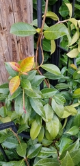 Magnoliopsida