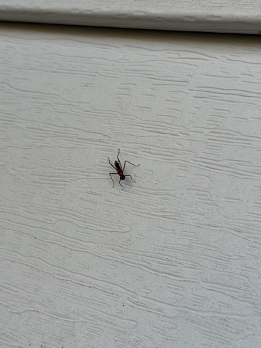 Unknown species found near N 60th Ave, Pensacola, FL, US