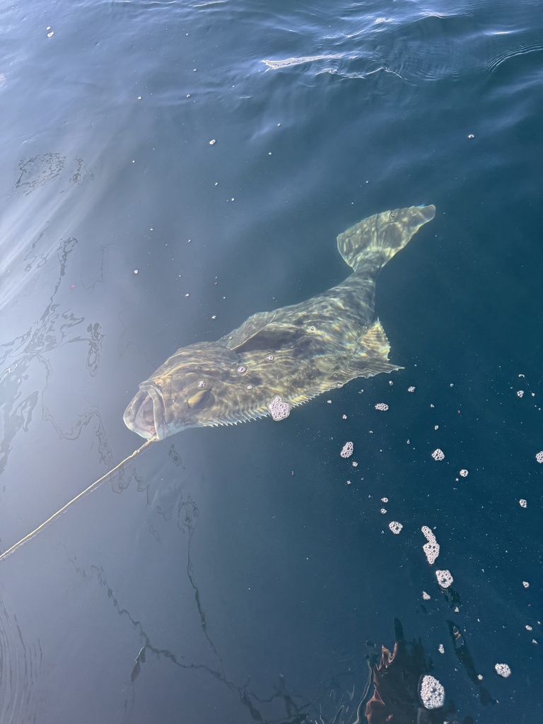 Alaska halibut (Hippoglossus stenolepis) — Pleuronectidae