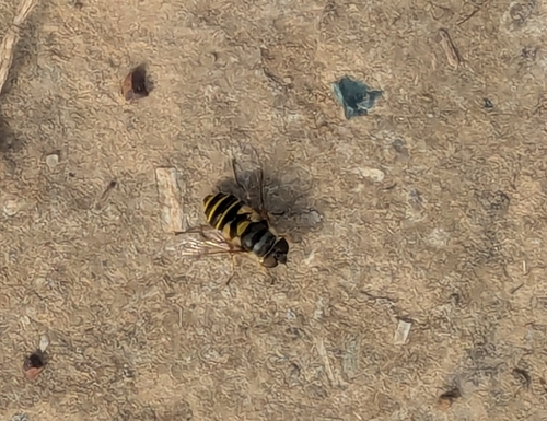 Unknown species found near Tulsa, OK 74132, USA