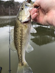 Micropterus henshalli