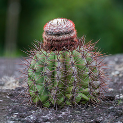 Melocactus smithii