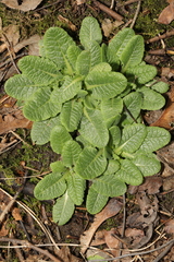 Primula vulgaris