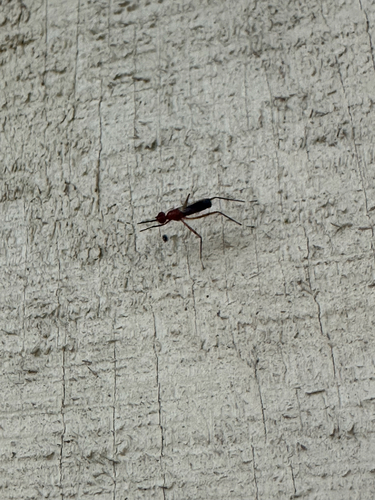Unknown species found near SW Chapman Way, Palm City, FL, US