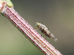 Tephritis matricariae