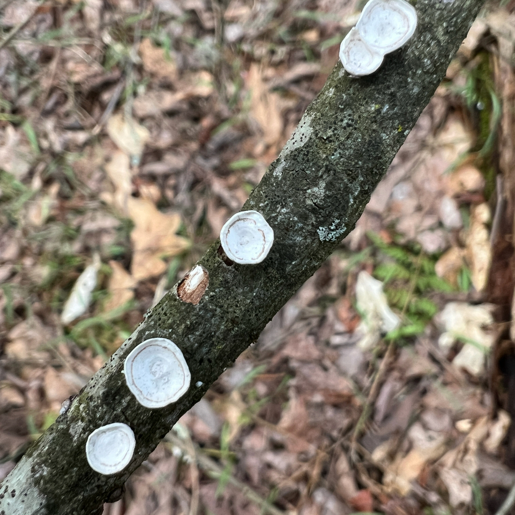 Trametes conchifer · March 2026 · photo: © zygy (iNaturalist, cc0)