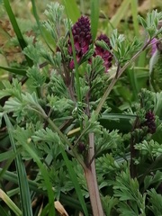 Fumaria officinalis officinalis