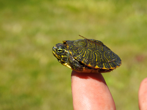 Trachemys scripta