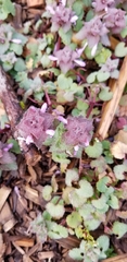 Lamium purpureum