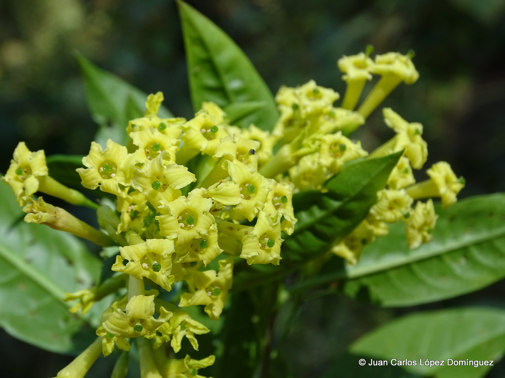 Cestrum anagyris