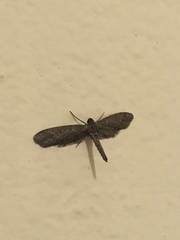 Glaucina erroraria