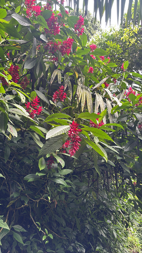 Brazilian Red-Cloak (Megaskepasma erythrochlamys)