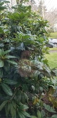 Rhododendron