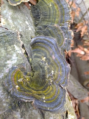 Trametes versicolor