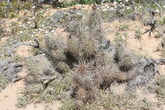 Grusonia