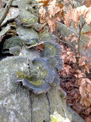 Trametes versicolor