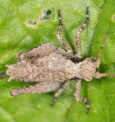 Neduba