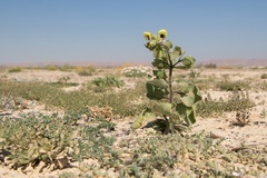 Hyoscyamus desertorum