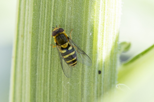 Unknown species found near Catheys Valley, CA, USA