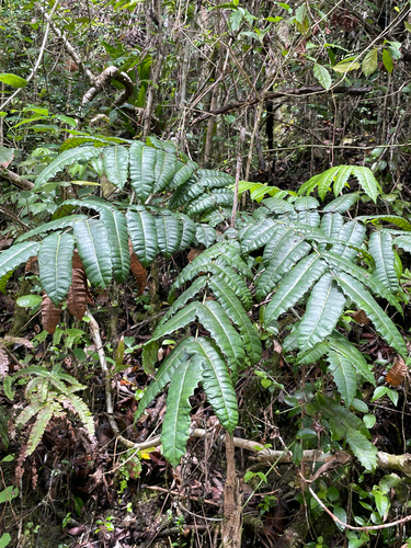 carrasco (Comocladia glabra)