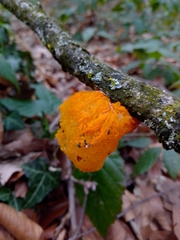 Tremella mesenterica