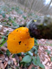 Tremella mesenterica
