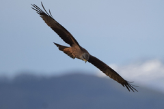 Milvus migrans migrans