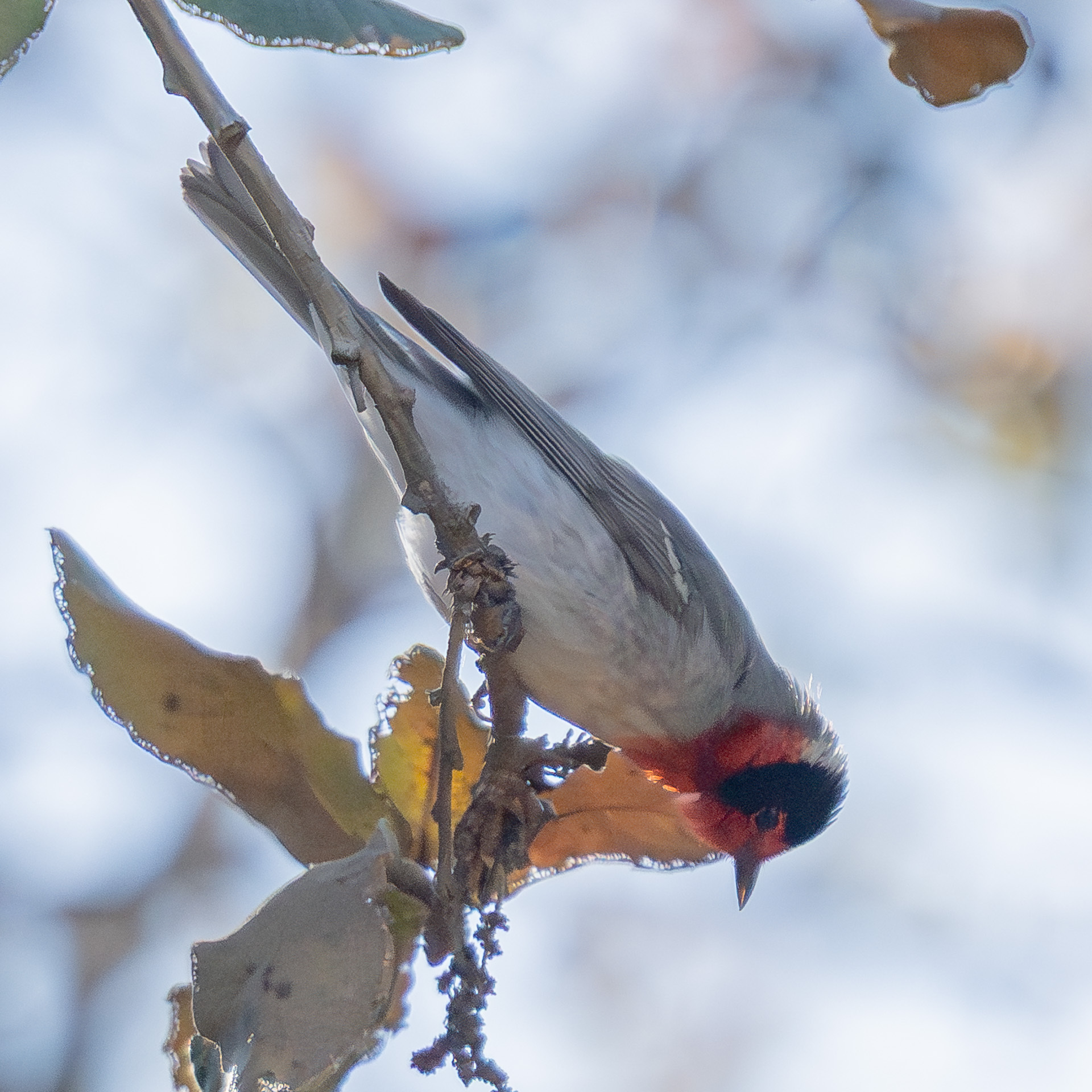Red-faced Warbler (Cardellina rubrifrons), photo 3