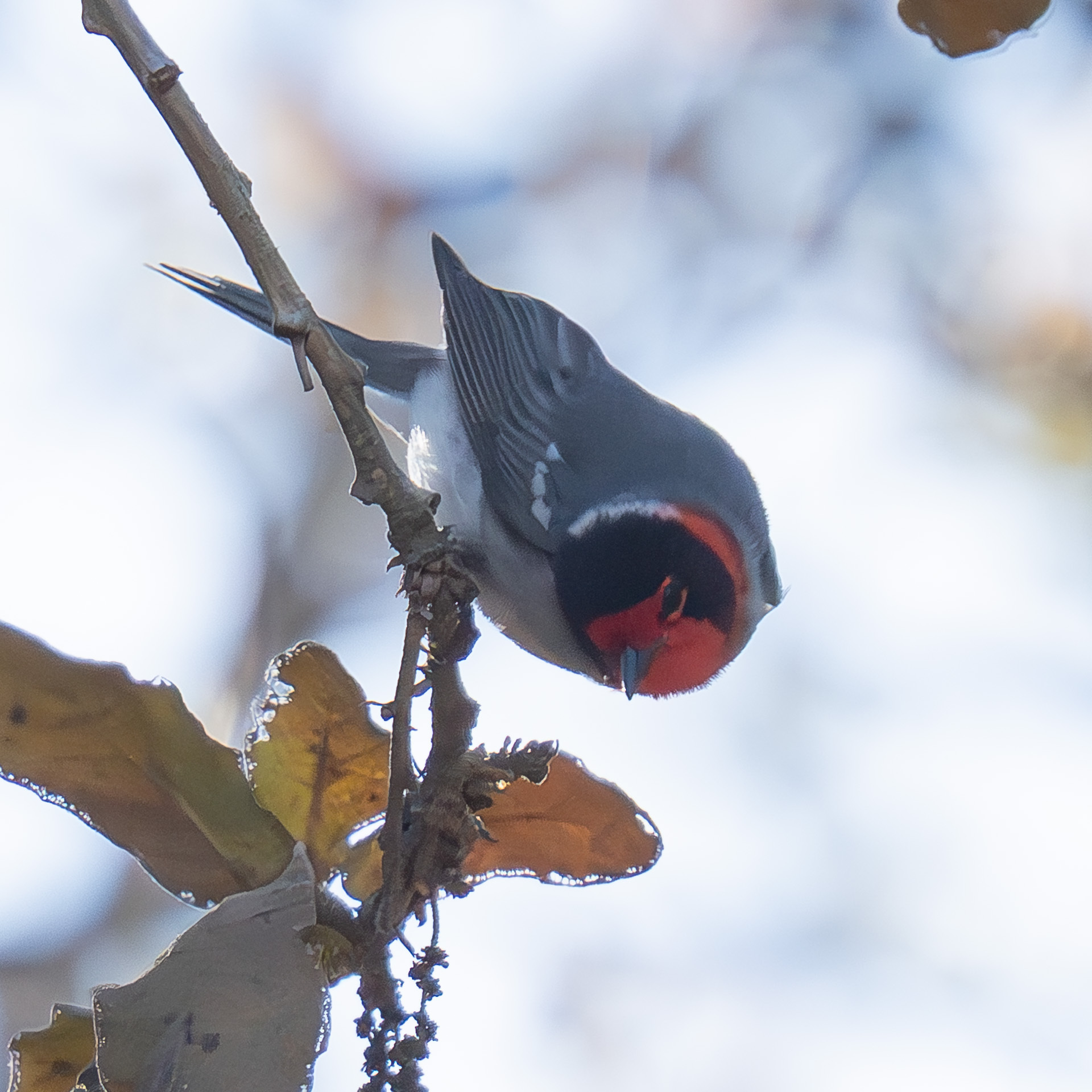 Red-faced Warbler (Cardellina rubrifrons), photo 4