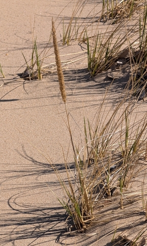 American marram grass (Calamagrostis breviligulata)
