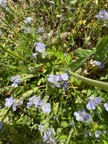 divaricate phacelia (Phacelia divaricata)