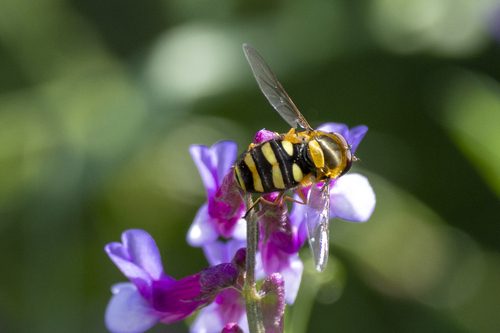 Unknown species found near Catheys Valley, CA, USA