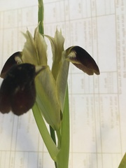 Iris tuberosa