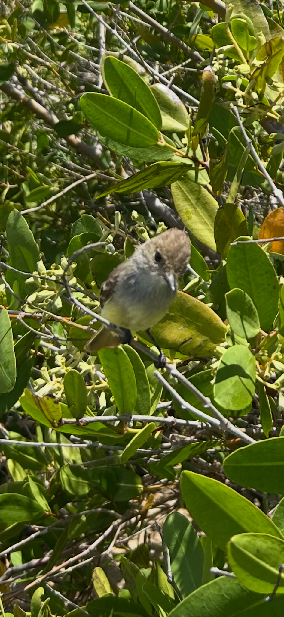 Galapagos Flycatcher (Myiarchus magnirostris), photo 2