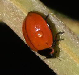 V-marked Lady Beetle