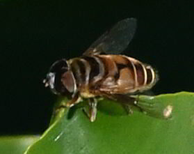Unknown species found near Coconut Creek, FL, USA